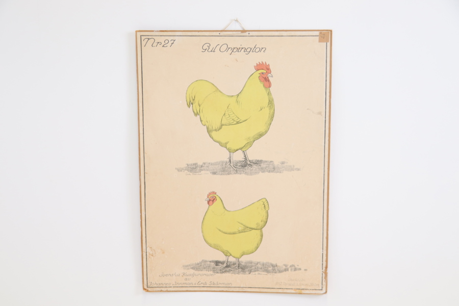 Skolplansch, "Gul Orpington", Svenska Husdjursraser, Norstedt & Söner.