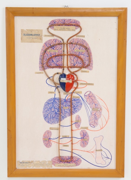 Modell över blodomloppet, 1900-tal.