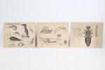 Skolplanscher, 3 st, Dybdahls Zoologiske plancher.