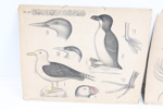 Skolplanscher, 3 st, Dybdahls Zoologiske plancher.