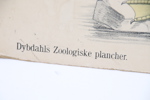 Skolplanscher, 3 st, Dybdahls Zoologiske plancher.