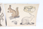 Skolplanscher, 3 st, Dybdahls Zoologiske plancher.