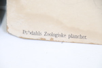 Skolplanscher, 3 st, Dybdahls Zoologiske plancher.