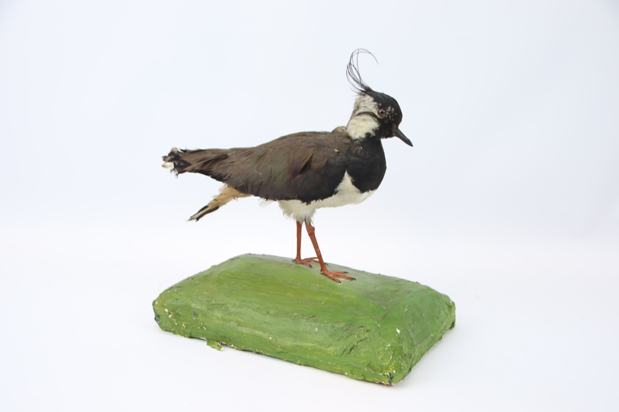 Taxedermi, tofsvippa.