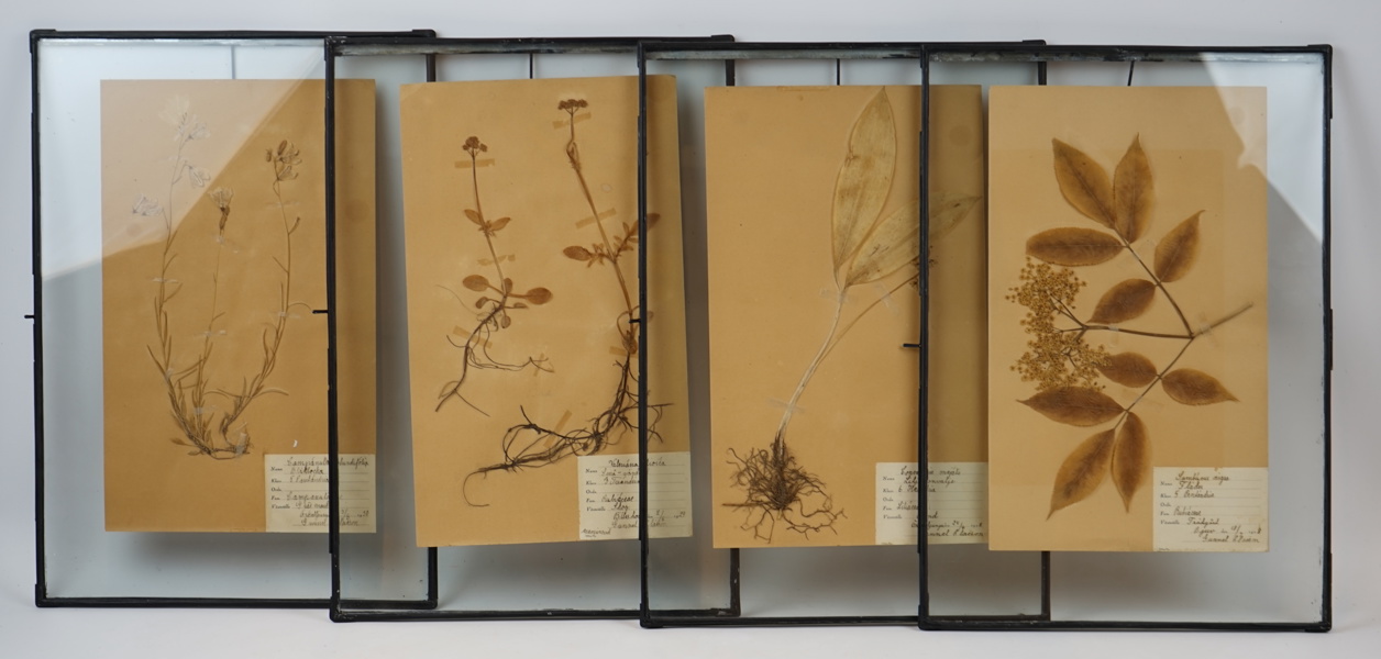 Herbarieblad, 4 st, ramade med metallram och glas.