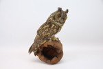 Taxidermi, hornuggla.