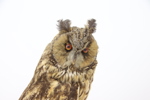 Taxidermi, hornuggla.