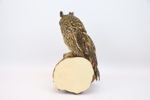 Taxidermi, hornuggla.