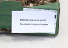 Dahliaknölar, en låda, blandade färger samt sorter.