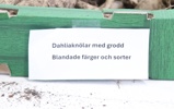Dahliaknölar, en låda, blandade färger samt sorter.