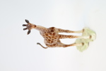 Figurin, giraff, porslin, Goebel.
