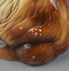 Figurin, keramik, Sankt bernardshund.