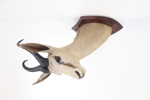 Jakttrofé, taxidermi, springbock, Sydafrika.