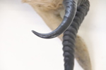 Jakttrofé, taxidermi, springbock, Sydafrika.