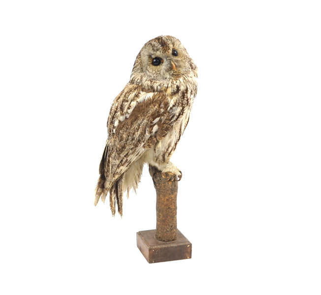 Taxidermi, kattuggla.