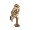 Taxidermi, kattuggla.