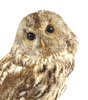 Taxidermi, kattuggla.