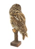 Taxidermi, kattuggla.