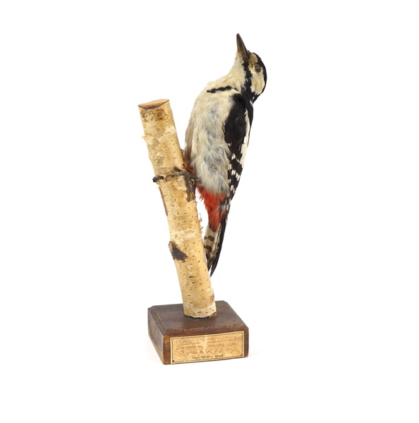 Taxidermi, större hackspett.