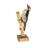 Taxidermi, större hackspett.