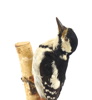 Taxidermi, större hackspett.