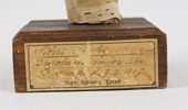 Taxidermi, större hackspett.