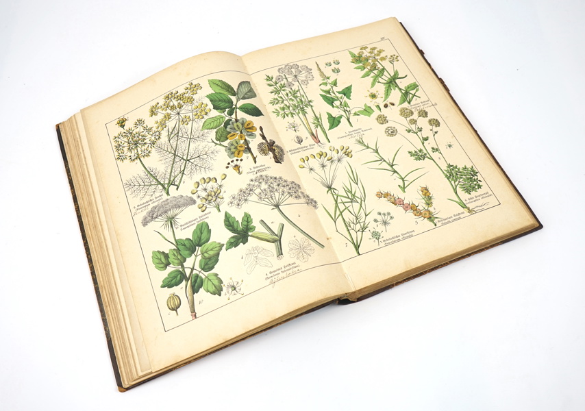 Bok, Naturgeschichte des Pflantzenreichs, Verlag J.F. Schreiber, 1887.