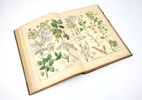 Bok, Naturgeschichte des Pflantzenreichs, Verlag J.F. Schreiber, 1887.