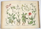 Bok, Naturgeschichte des Pflantzenreichs, Verlag J.F. Schreiber, 1887.