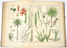 Bok, Naturgeschichte des Pflantzenreichs, Verlag J.F. Schreiber, 1887.