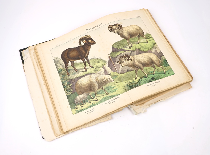 Bok, Naturgeschichte des Tierreichs, Verlag von J.F. Schreiber, 1886.