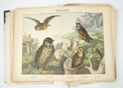 Bok, Naturgeschichte des Tierreichs, Verlag von J.F. Schreiber, 1886.
