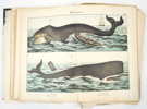 Bok, Naturgeschichte des Tierreichs, Verlag von J.F. Schreiber, 1886.