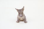 Jens Peter Dahl-Jensen, figurin, skotsk terrier, porslin, 1094, Dahl Jensen, Danmark.