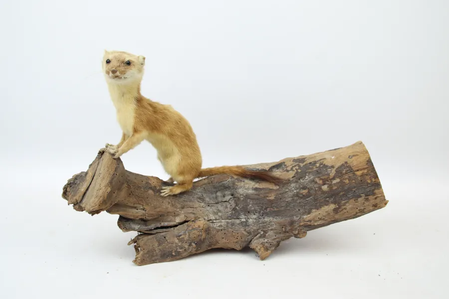 Taxidermi, hermelin på trädgren, monterad.
