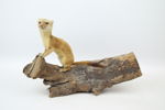 Taxidermi, hermelin på trädgren, monterad.