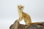 Taxidermi, hermelin på trädgren, monterad.