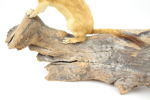 Taxidermi, hermelin på trädgren, monterad.