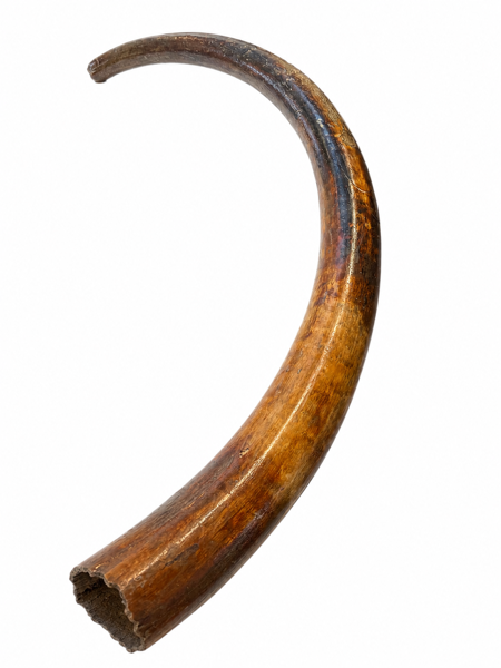 Mammutbete (subfossil stödtand), Ryssland.